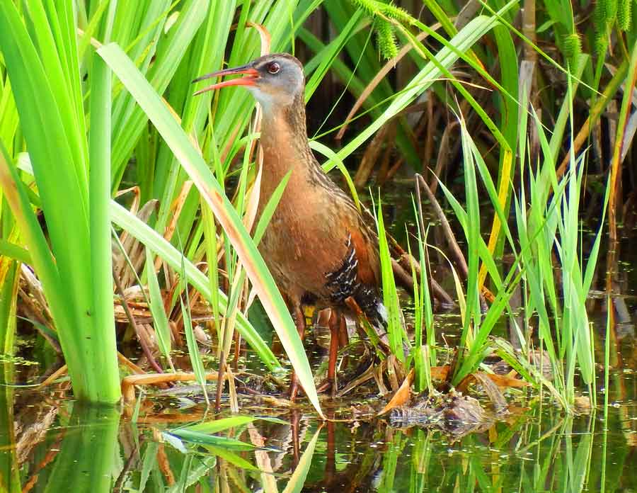 Virginia Rail