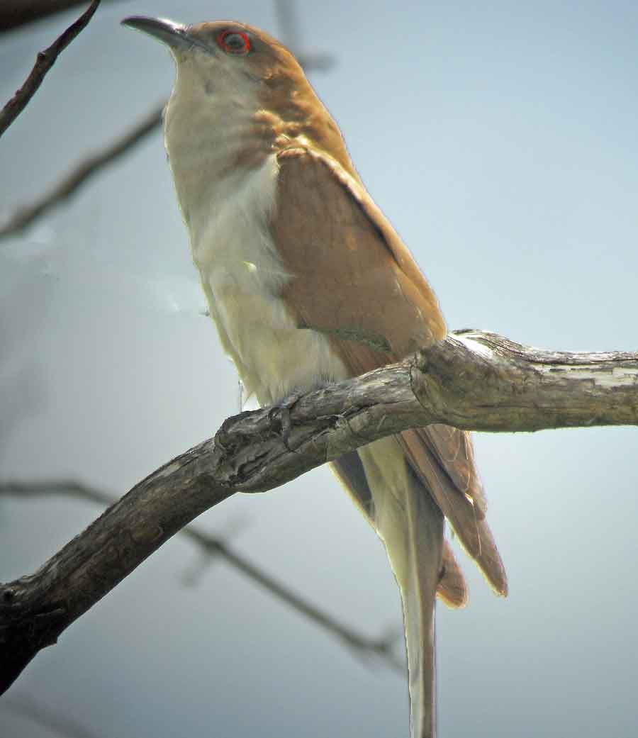 Black-billed Cuckoo