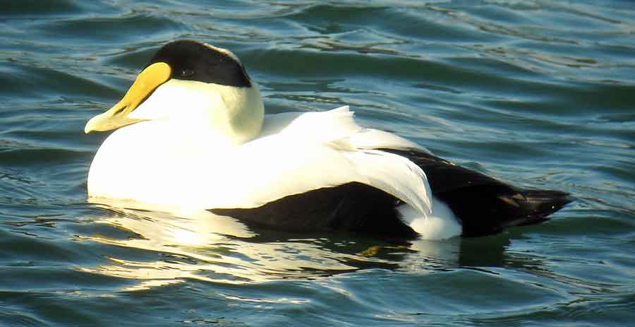 Common Eider