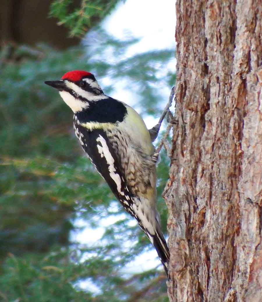 Yellow-bellied Sapsucker