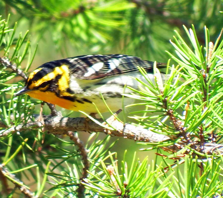 Blackburnian Warbler