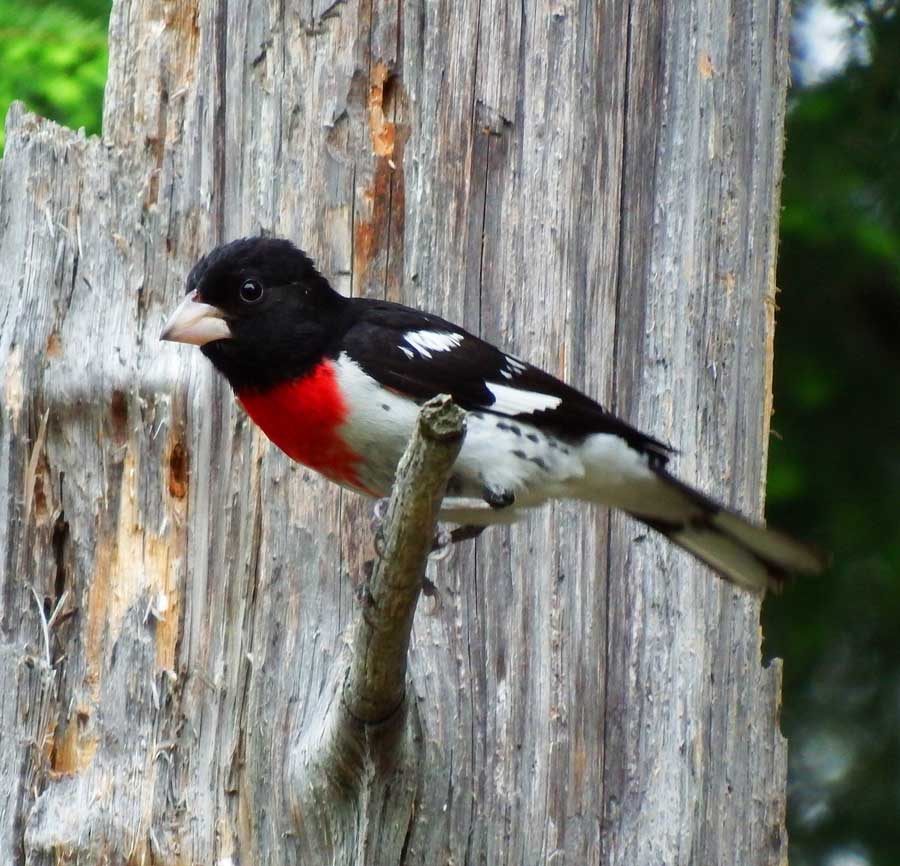 Rose-breasted Grosbeak