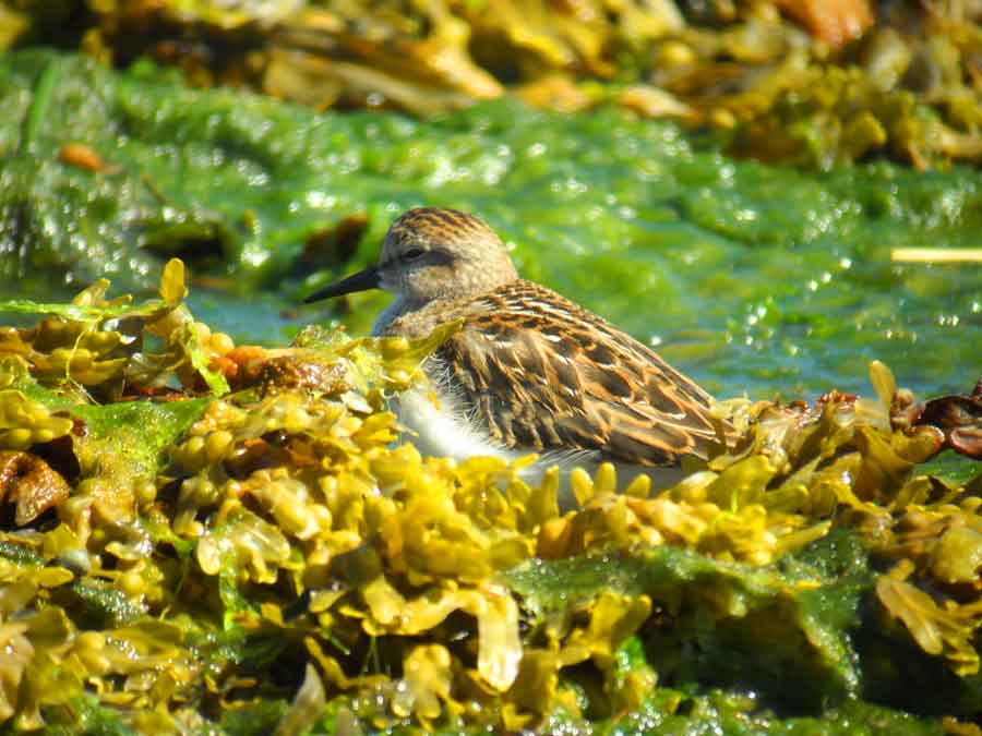 Least Sandpiper