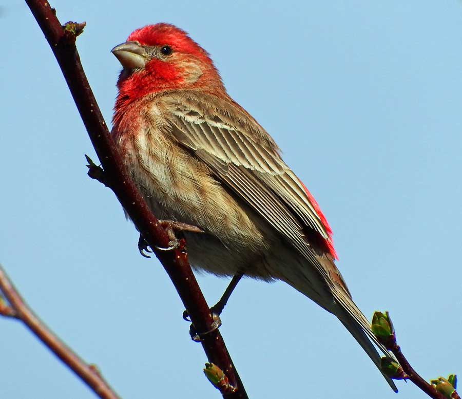 House Finch