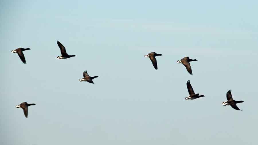 Common Eider