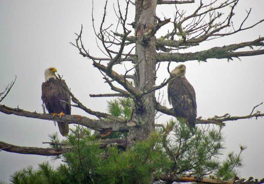 Bald Eagles