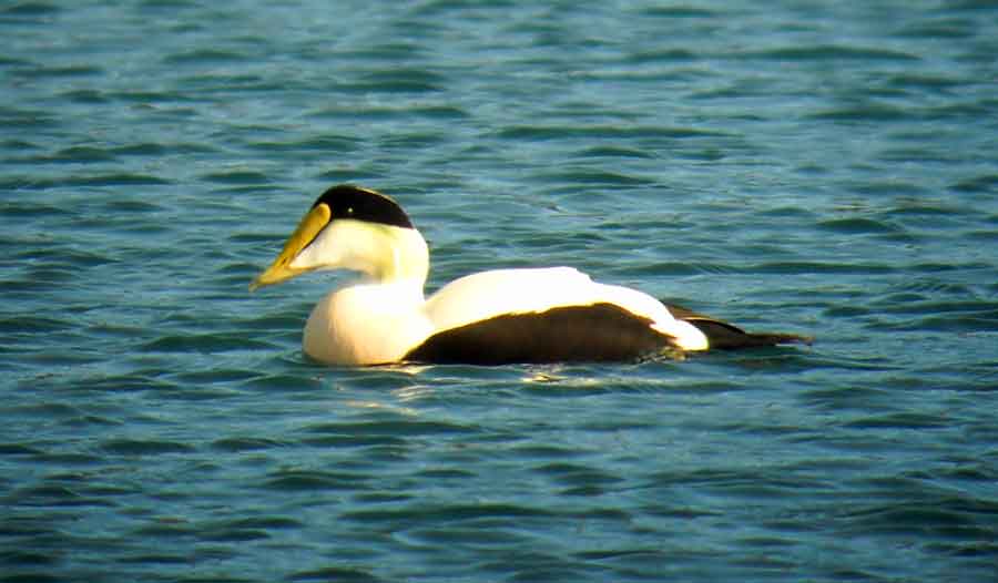 Common Eider