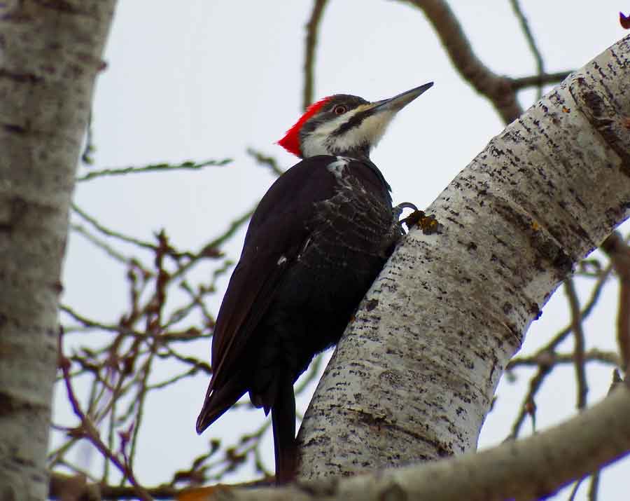 Pileated Woodpecker