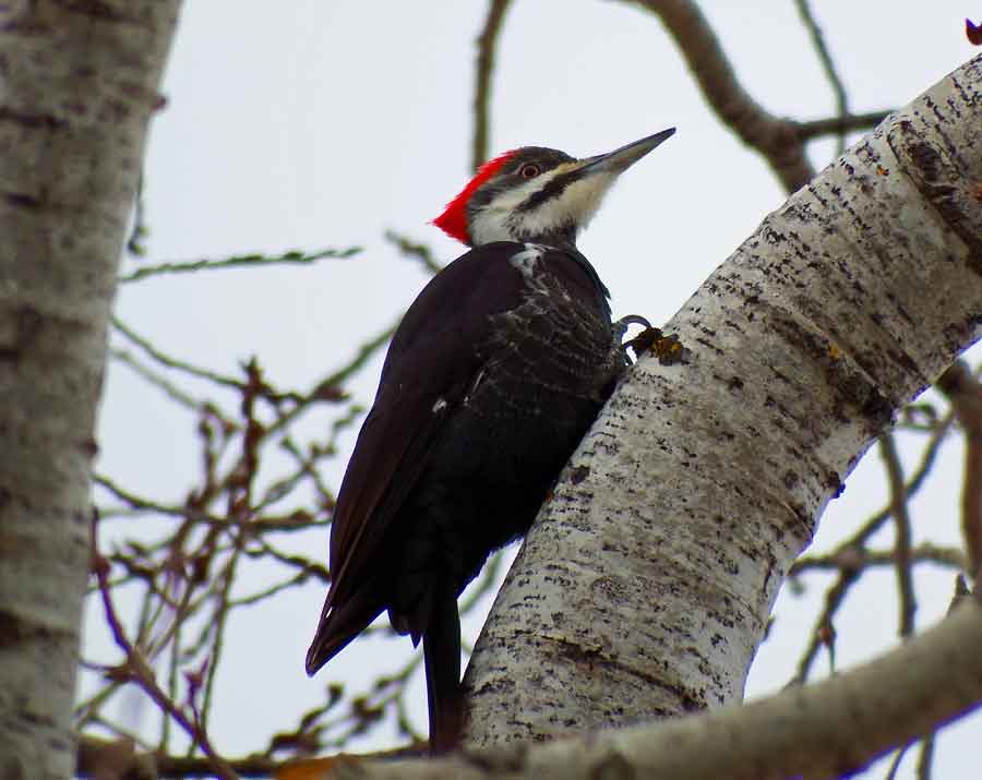 Pileated Woodpecker