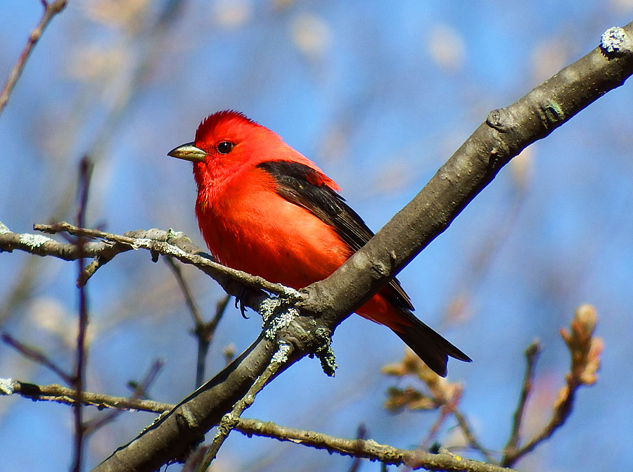 Scarlet Tanager