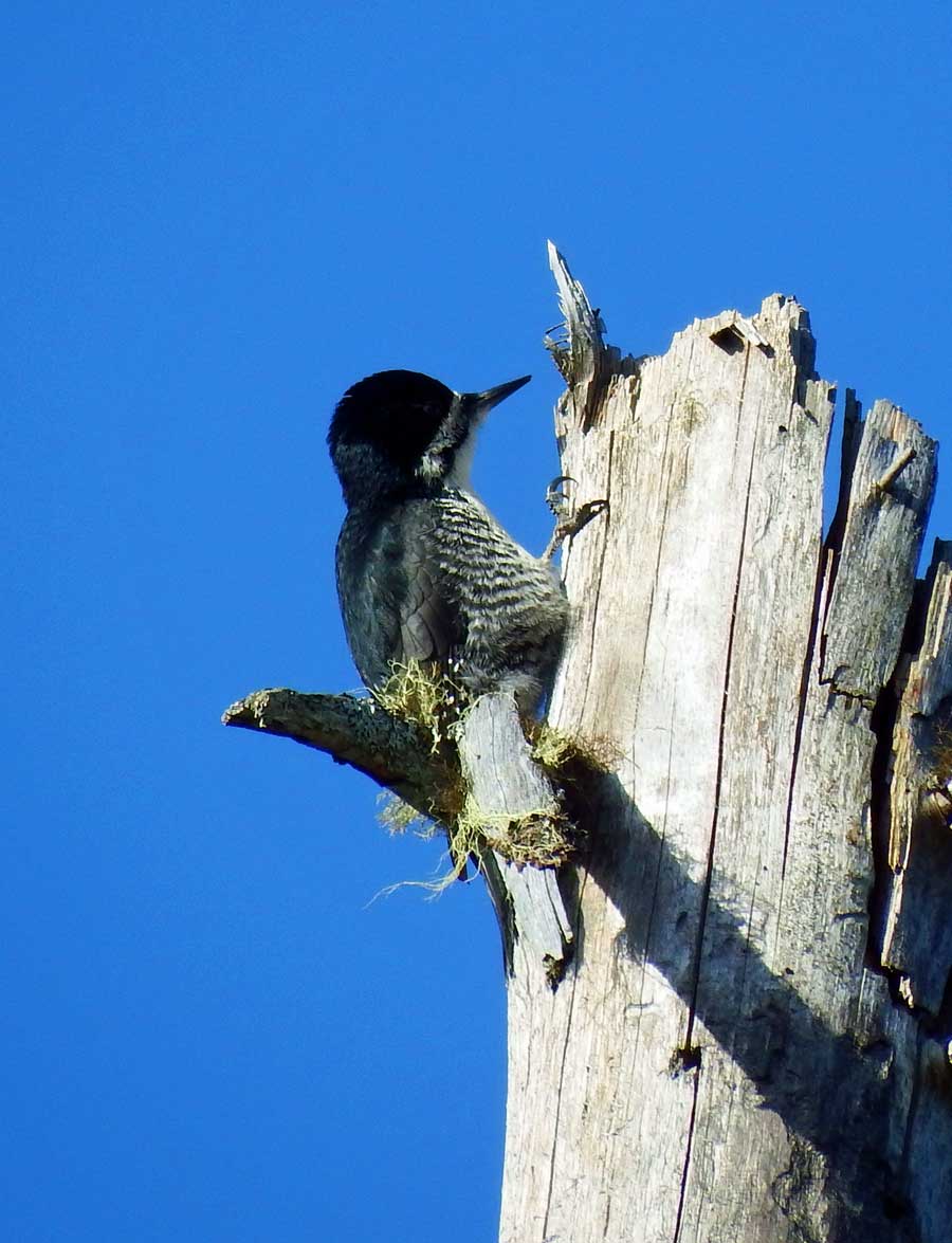 Black-backed Woodpecker