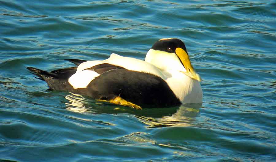 Common Eider