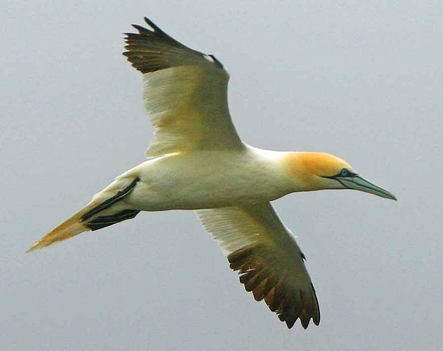 Northern Gannet