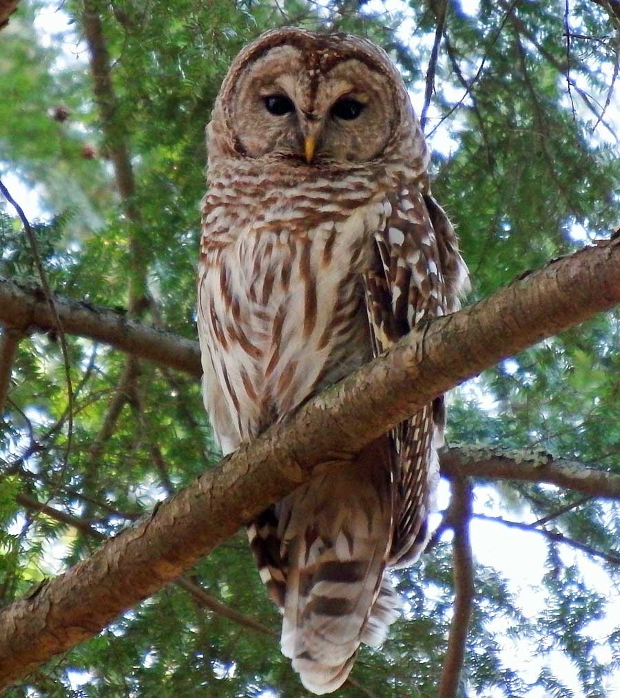 Barred Owl