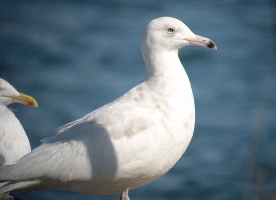 Glaucous Gull