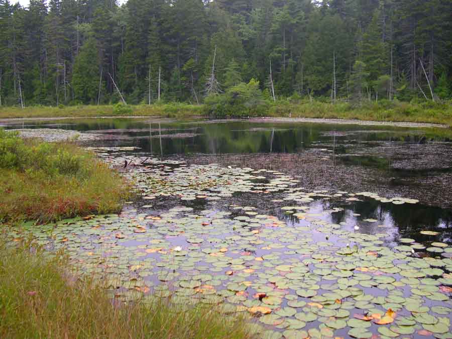 Pretty Marsh