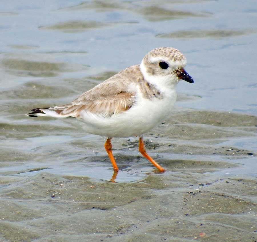 Piping Plover