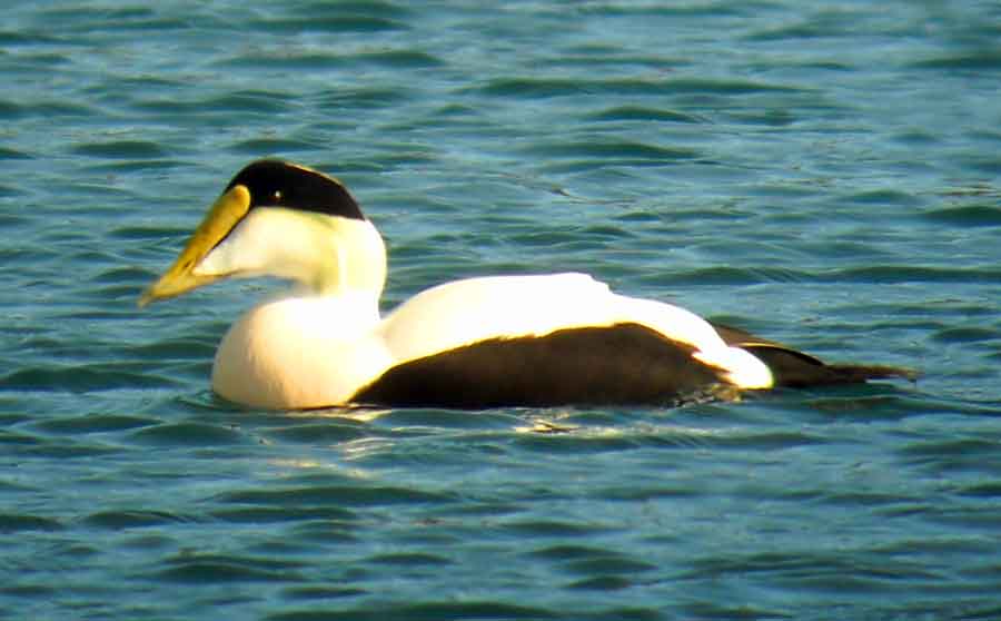 Common Eider