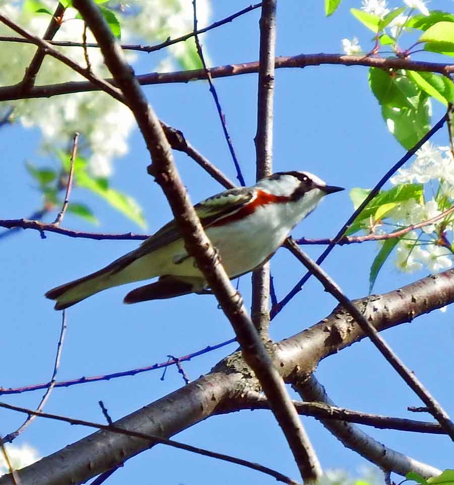 Chestnut-sided Warbler