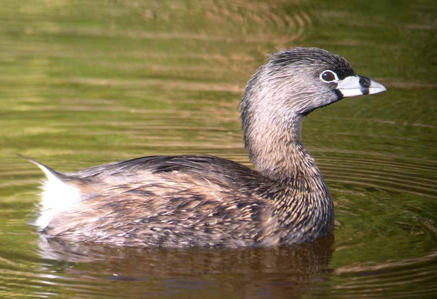 Pied-billed Grebe