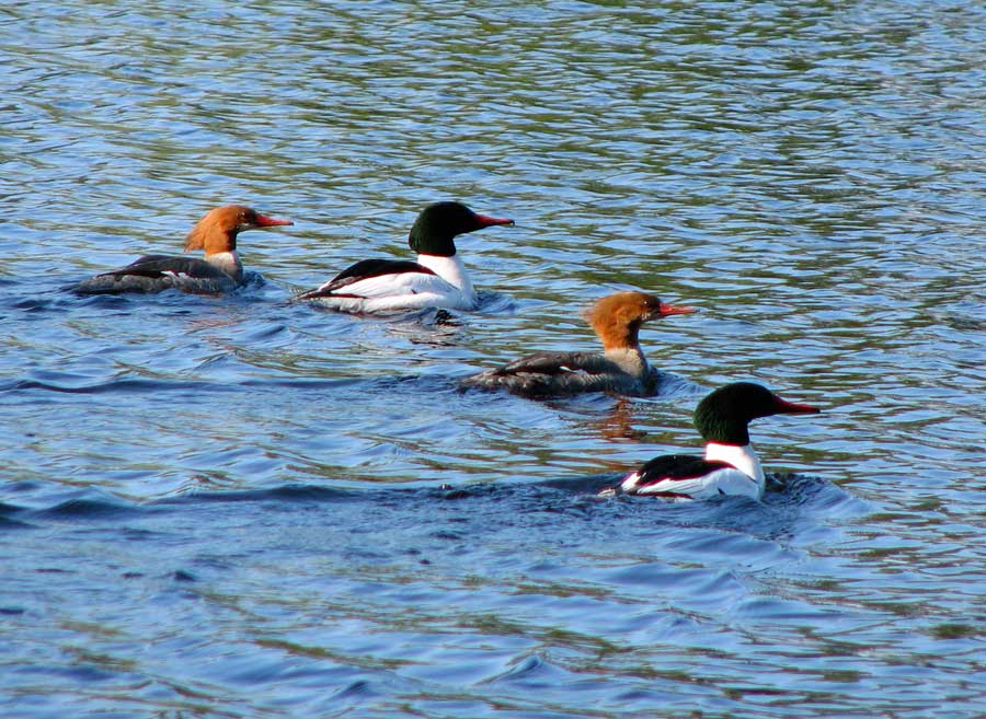 Common Mergansers