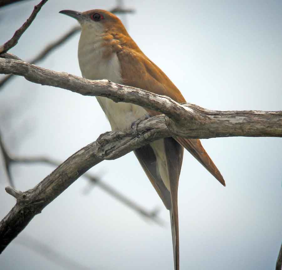 Black-billed Cuckoo