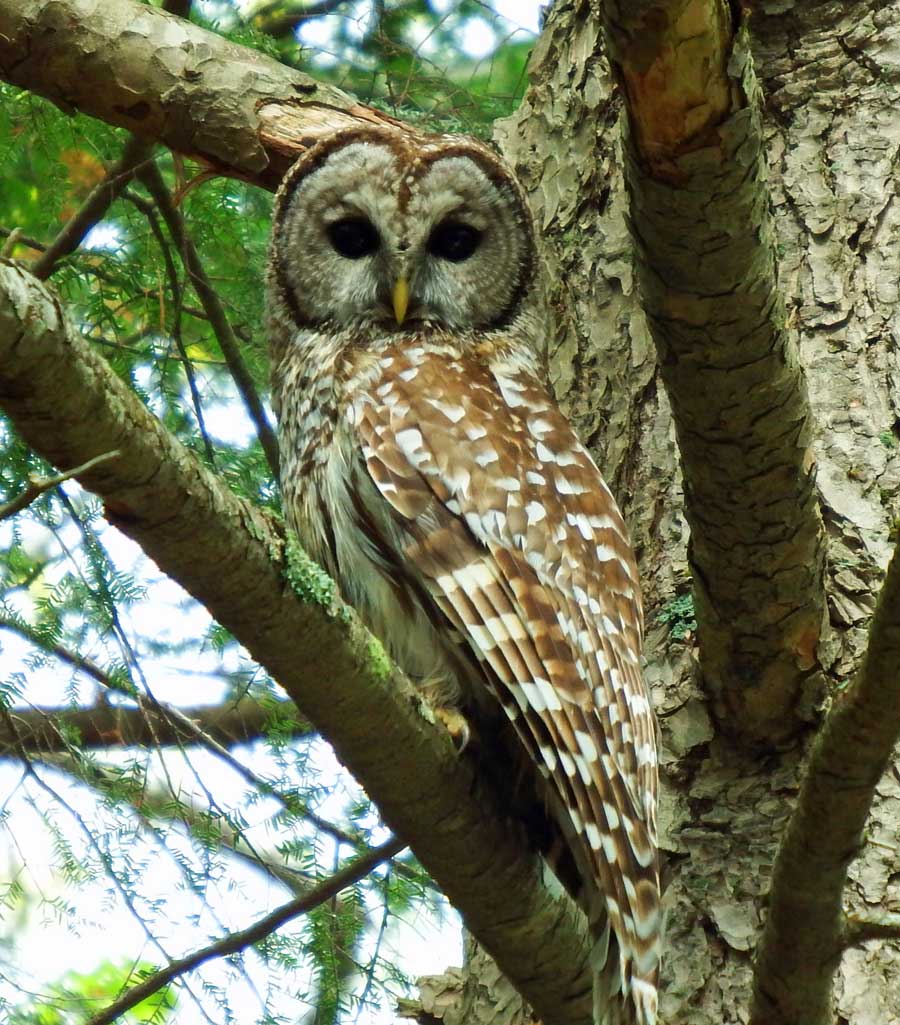 Barred Owl