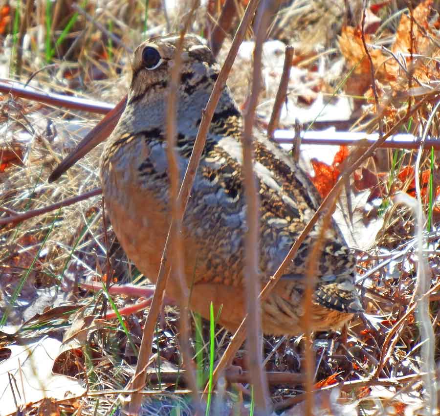 American Woodcock