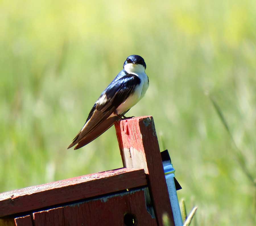 Tree Swallow