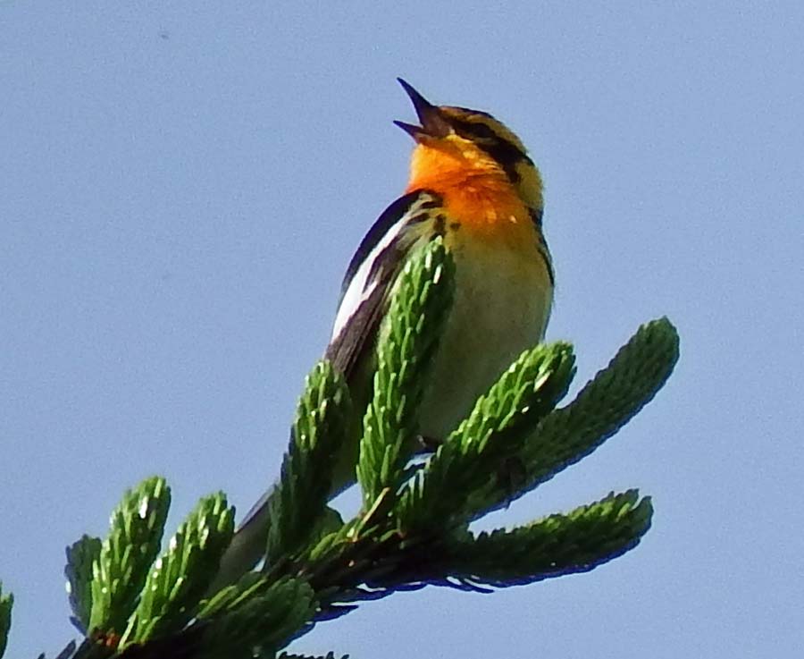 Blackburnian Warbler