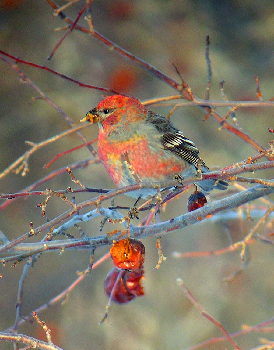 Pine Grosbeak