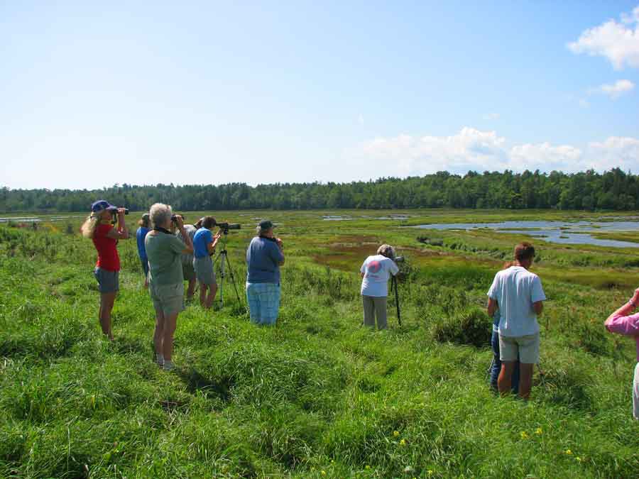 Weskeag Marsh