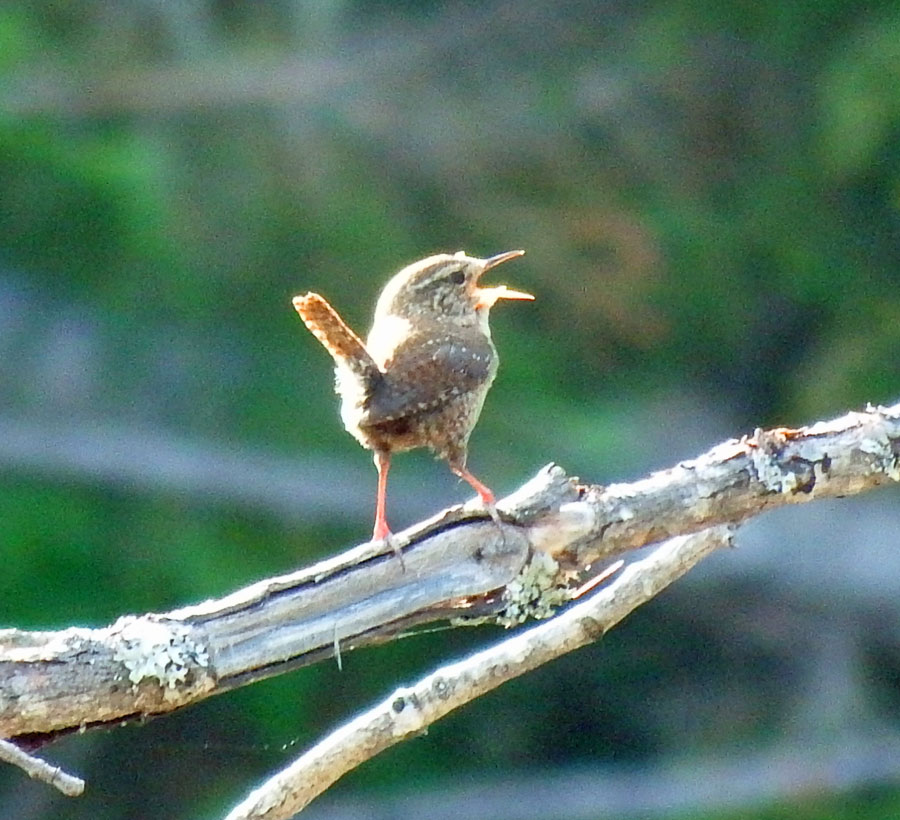 Winter Wren