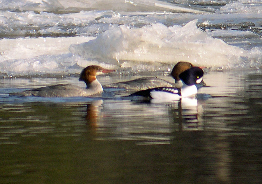 Barrow's Goldeneye