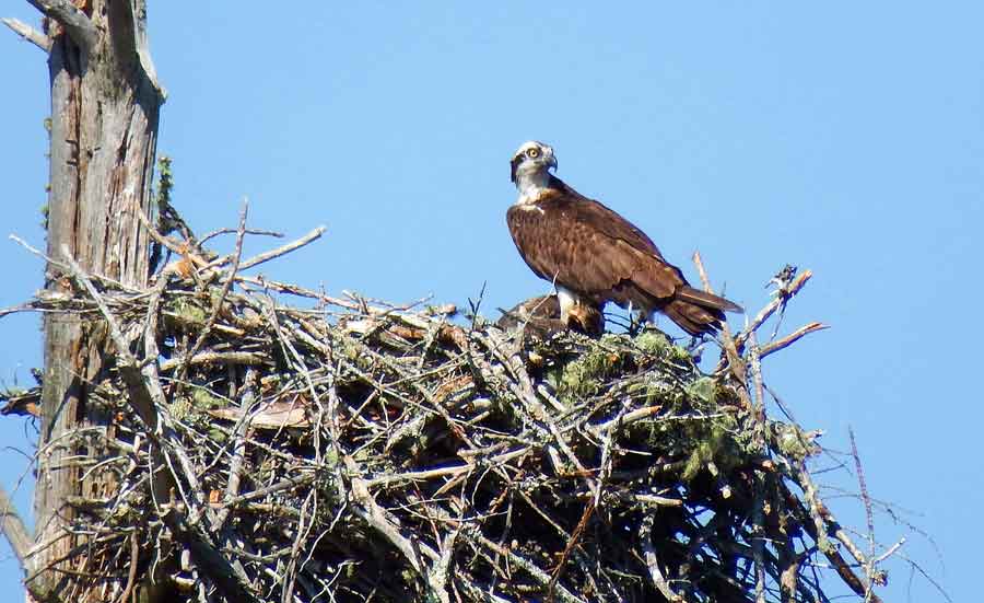 Osprey