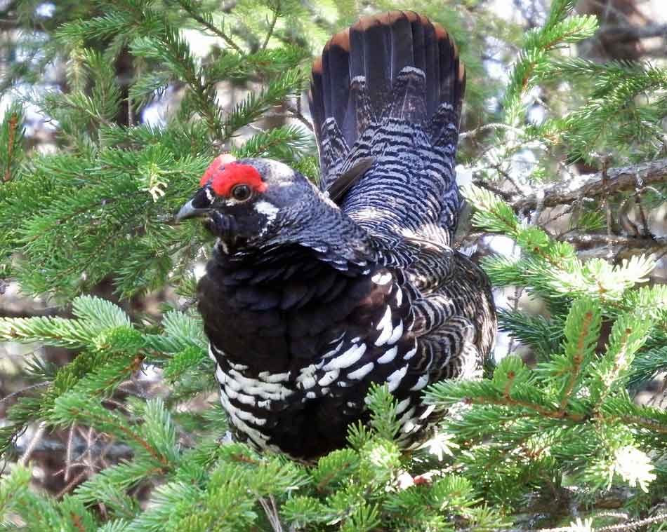 Spruce Grouse