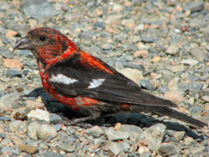 White-winged Crossbill