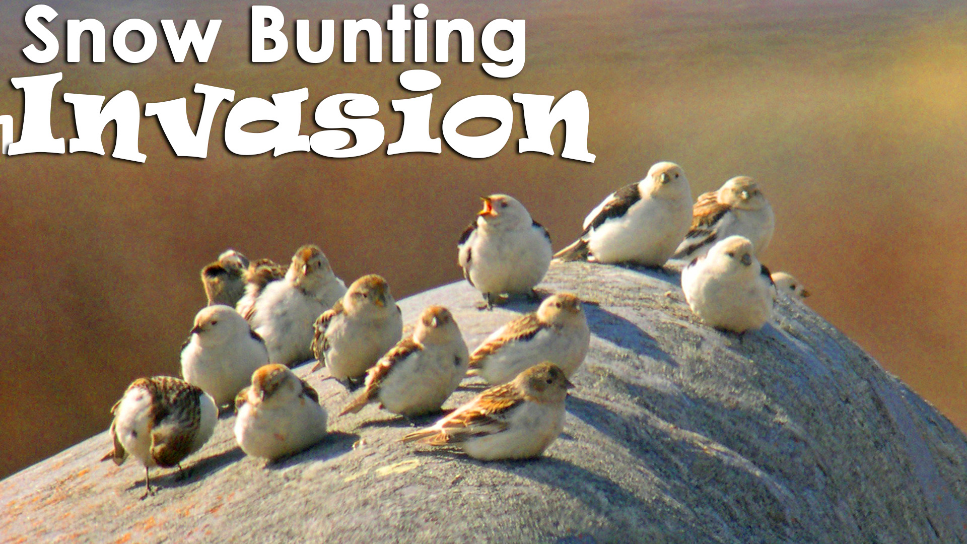 Snow Bunting Invasion